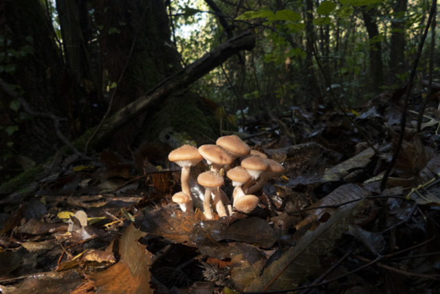 Escursione naturalistica e micologica